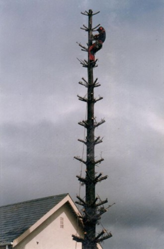 Norfolk Pine - Kwaaiwater_3_s